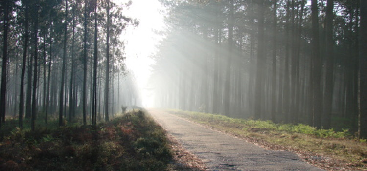 The Pine Forest of Leiria, The Wood That Built the Discoveries Ships The Pine Forest of Leiria, The Wood That Built the Discoveries Ships